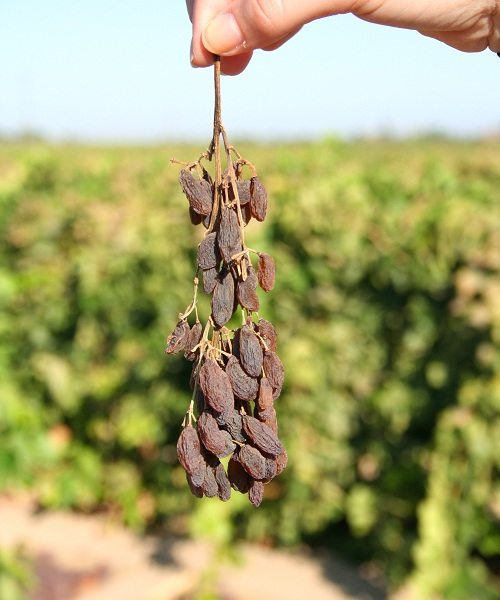 The first raisins - history of raisin