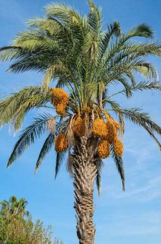 Krvný tlak plodov palmy