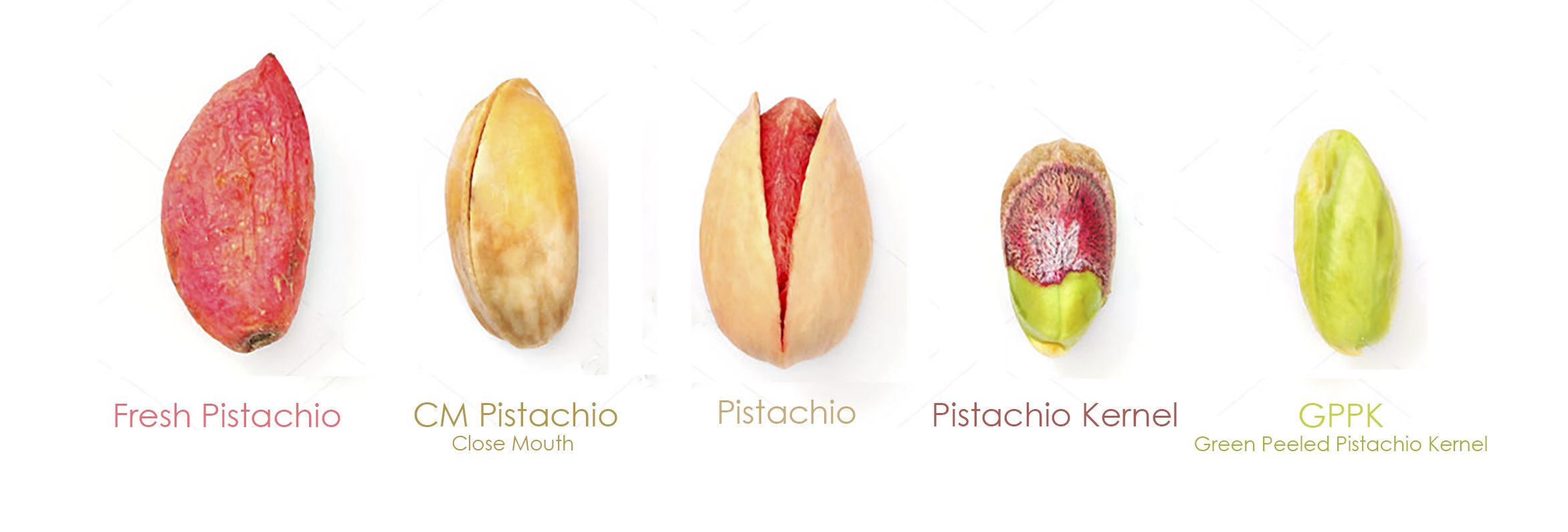 How the pistachio tree grows pistachio shells when you eat pistachio shells