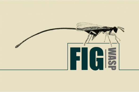 the fig wasp