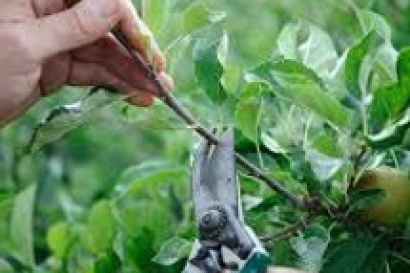 Pruning and Irrigation fig trees