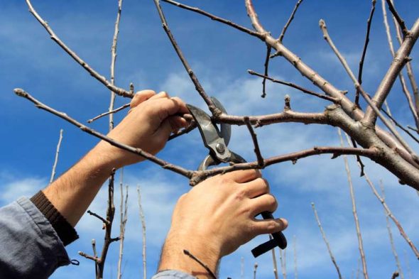 walnut pruning practices