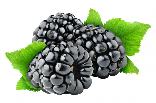 Blackberry-Fruit
