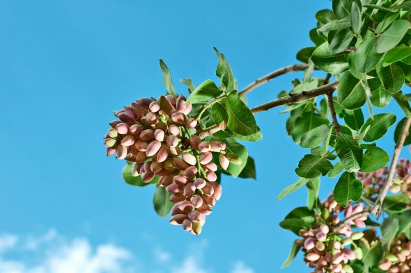 Pistachio Tree