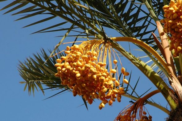 Date Palm Trees Fruiting