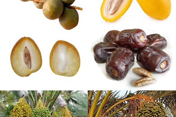 What Fruit is a Date before it is dried?