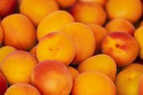Iran Apricot Manufacturer and supplier
