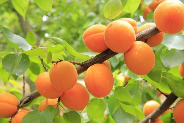 apricot