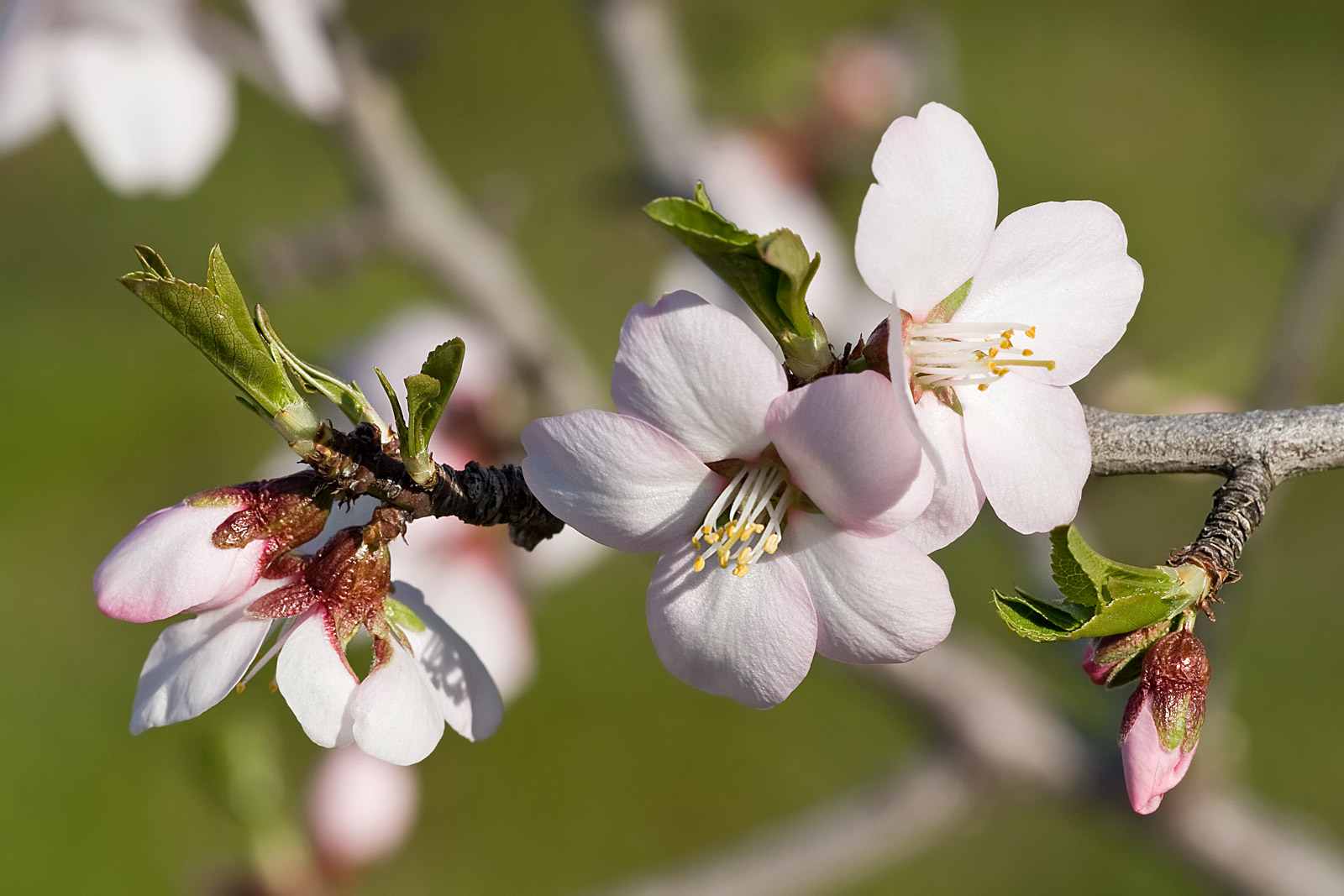 almond bloom | What is almond syrup and what are the benefits