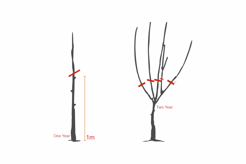 Culture Pistachio Pistachio location Commercial potential