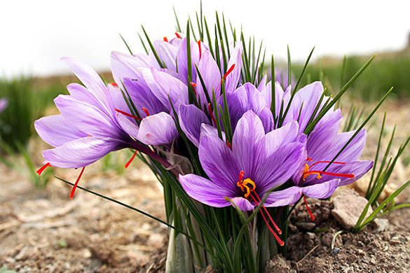 Growing and Harvesting Saffron Crocus Sativus