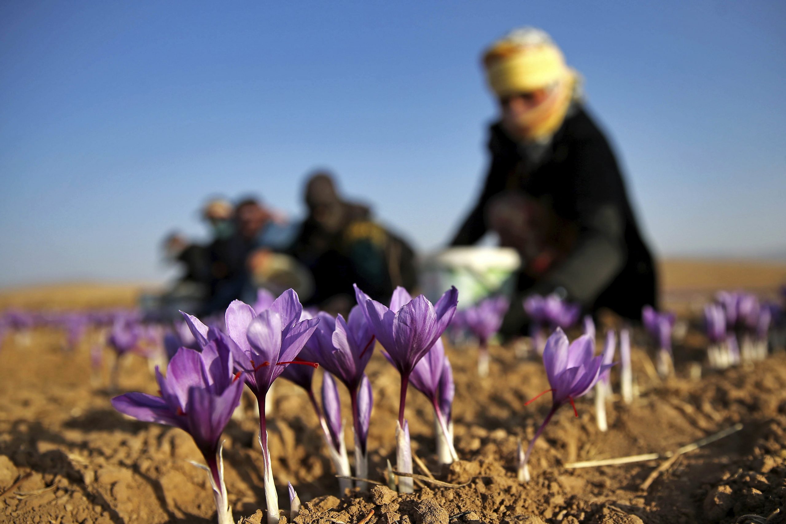 How to plant saffron corms