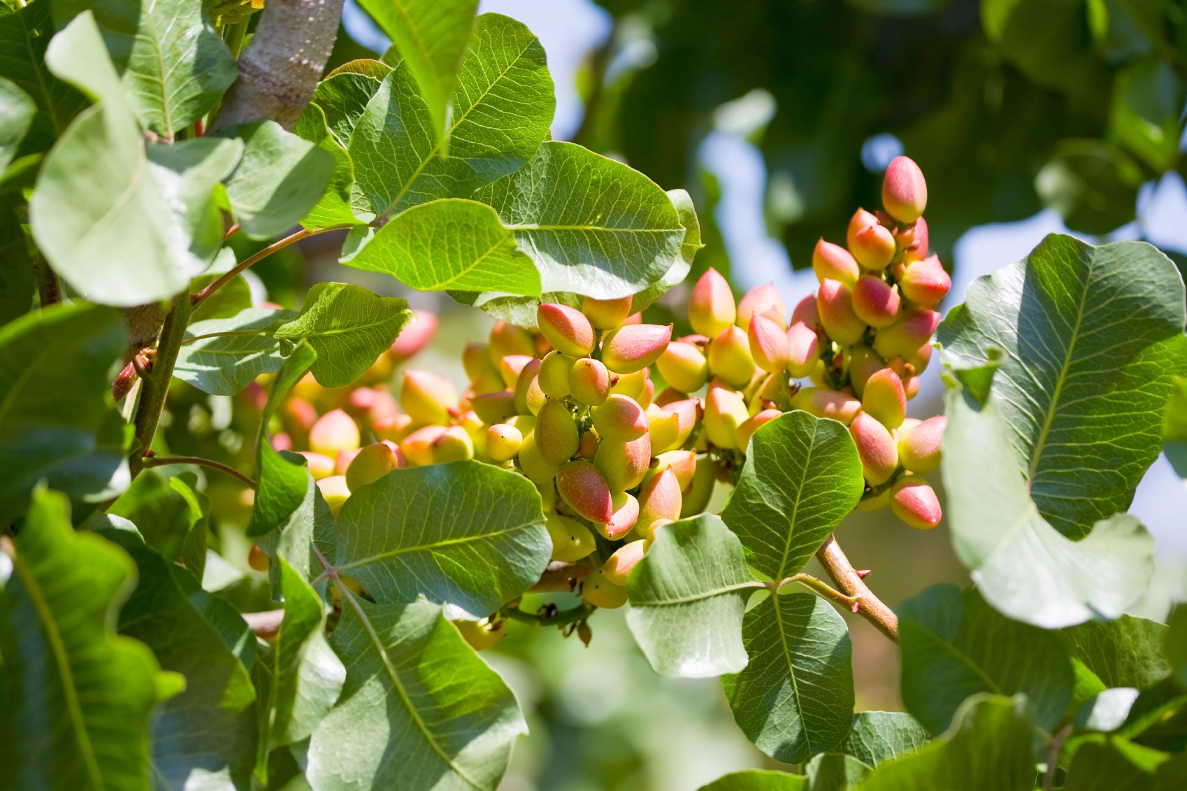 How the pistachio tree grows A Garden Of Fruit Producing Trees And Plants Word Craze