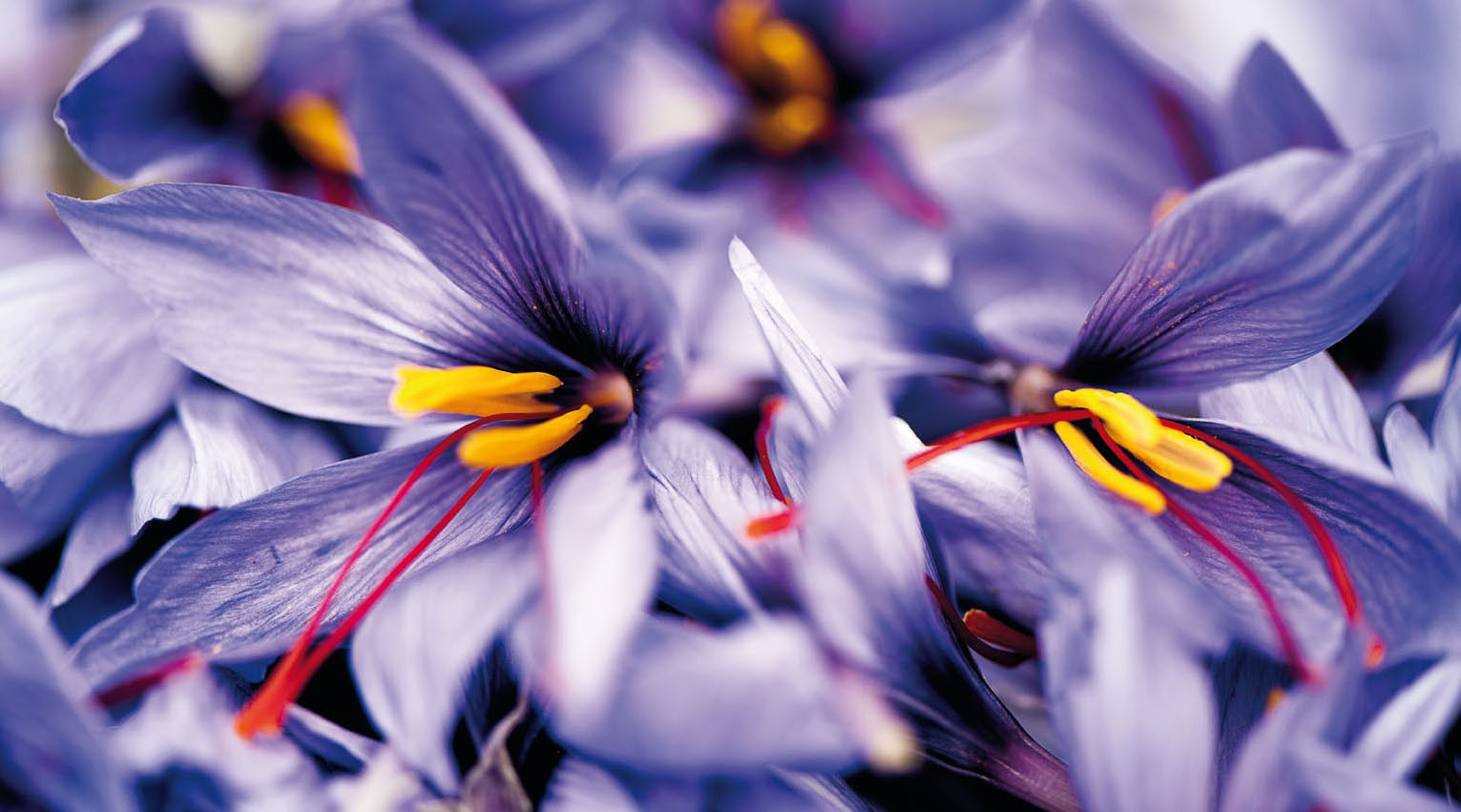 Growing and Harvesting Saffron Crocus Sativus