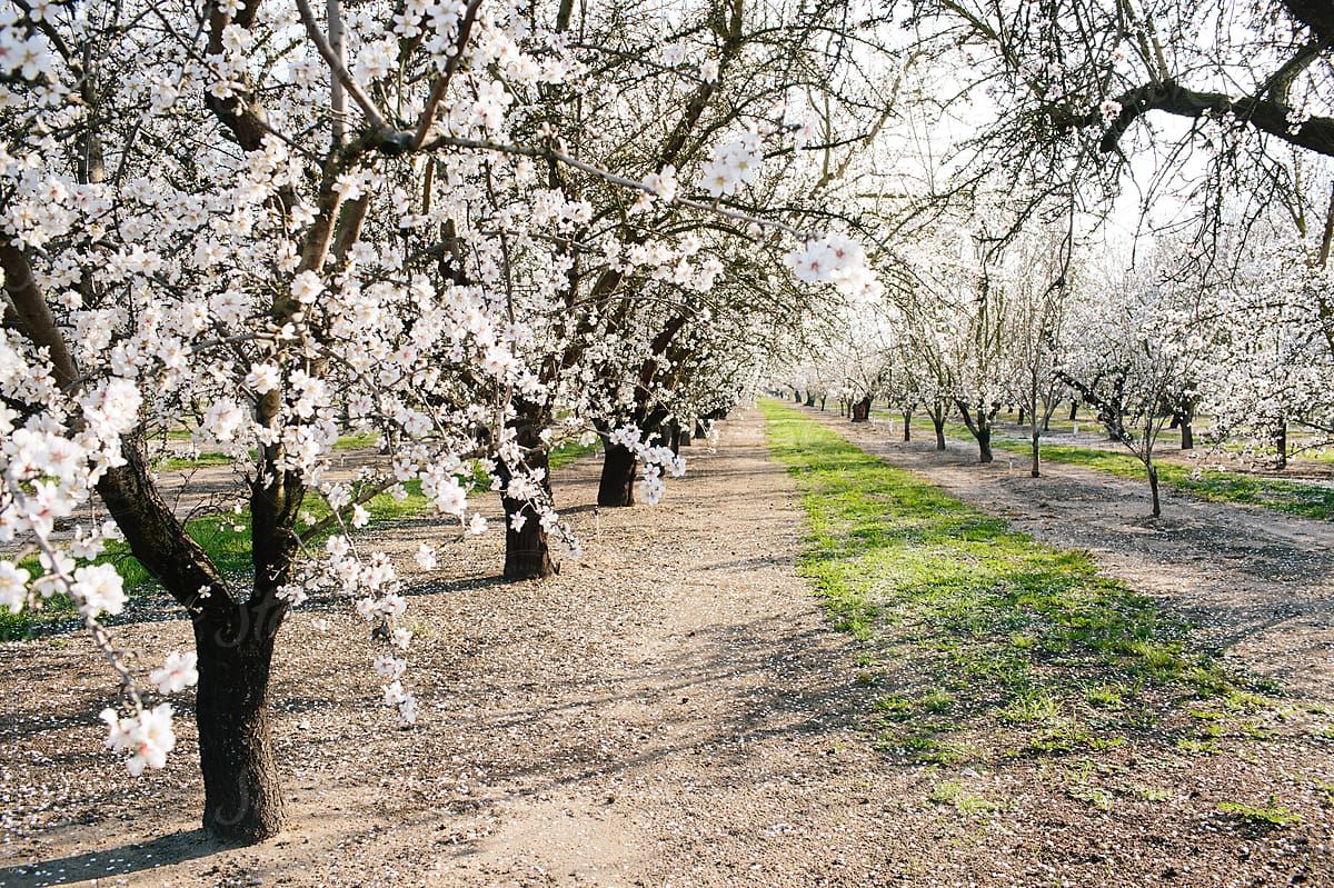 almond bloom | What is almond syrup and what are the benefits