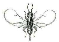 Fig wasp Fig wasp
