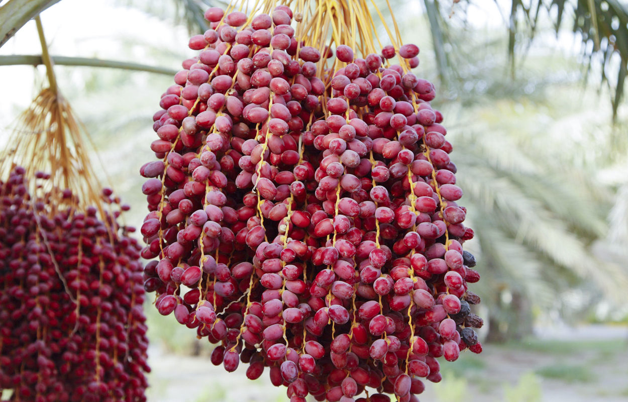 Where Do Dates Fruit Come From