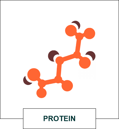 protein of saffron