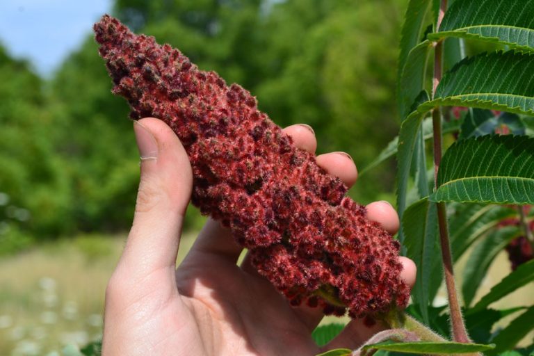 sumac ( origin pictures plant powder medicine benefits )