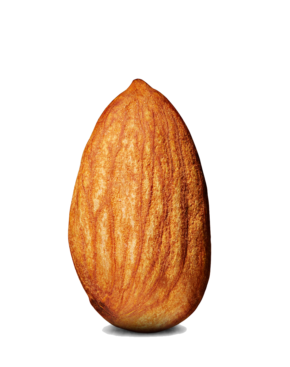 persian mamra almond ( badam )