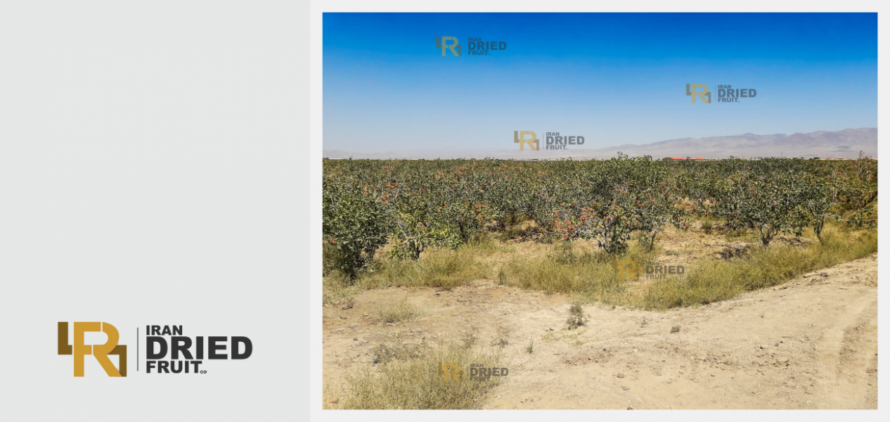 Razavi Khorasan Pistachio Orchards